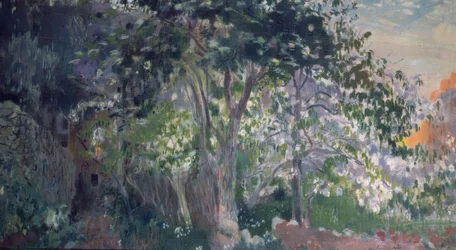 Der graue Baum, Sa Calobra, Mallorca