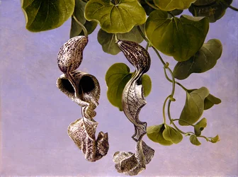 Osterluzei-Blüten (Aristolochia Cymbifera)