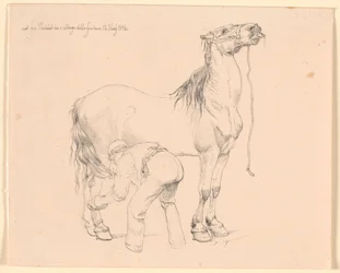 Ein Pferd wird gestriegelt