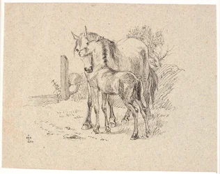 Das Pferd und das Fohlen