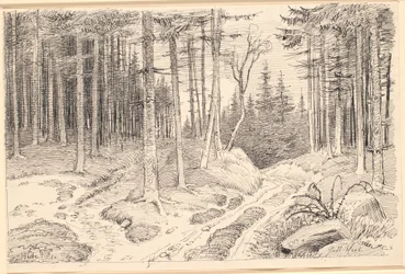 Hohlweg durch einen Tannenwald