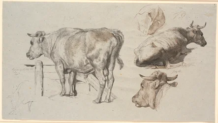 Rinderstudien. Links der Stier Graf Geert
