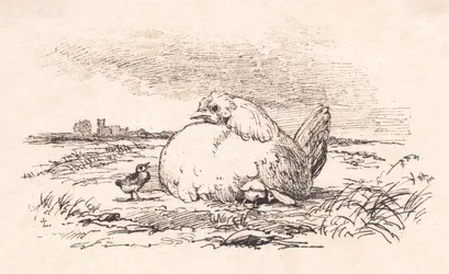Die Küken