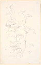Pflanzenstudien, u.a. von Winden