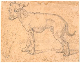 Stehender Hund