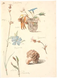 Studienblatt mit Blumen und Pflanzen