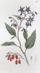 Bittersüß Solanum dulcamara
