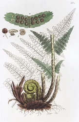 Männlicher Farn Dryopteris filix-mas