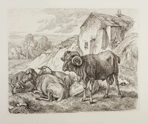 Widder und Schaf hinter einem Haus