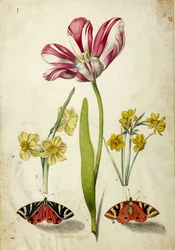 Tulpe, Narzisse und Schmetterlinge, ca. 1660