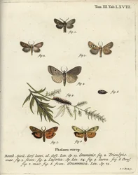 Geweihmotte, Lygephila lusoria und Federfuß