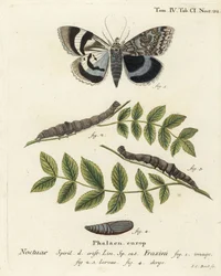 Blauer Unterflügel oder Clifden Nonpareil, Catocala fraxini. Handkolorierter Kupferstich von Johann Carl Bock nach Eugenius Johann Christoph Espers Die Schmetterlinge in Abbildungen nach der Natur, Erlangen