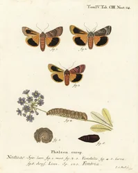 Breitrandige Gelbflügel, Noctua fimbriata. Handkolorierter Kupferstich von Johann Carl Bock nach Eugenius Johann Christoph Espers Die Schmetterlinge in Abbildungen nach der Natur, Erlangen