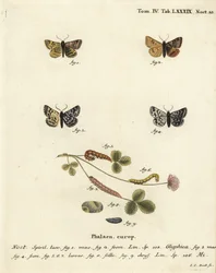 Burnet-Begleitmotte, Euclidia glyphica 1,2, und die Mutter Shipton-Motte, Euclidia mi, 3-9. Handkolorierter Kupferstich von Johann Carl Bock nach Eugenius Johann Christoph Espers Die Schmetterlinge in Abbildungen nach der Natur, Erlangen
