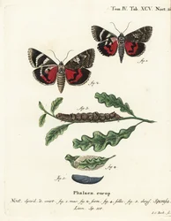 Dunkelroter Unterflügel, Catocala sponsa. Handkolorierter Kupferstich von Johann Carl Bock nach Eugenius Johann Christoph Espers Die Schmetterlinge in Abbildungen nach der Natur, Erlangen