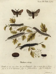 Dezembermotte, Poecilocampa populi