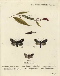 Punkt, Melanchra persicariae 1-4, und Dryobota labecula 5. Handkolorierter Kupferstich von Johann Carl Bock nach Eugenius Johann Christoph Espers Die Schmetterlinge in Abbildungen nach der Natur, Erlangen