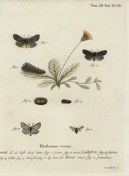 Epatolmis caesarea und Penthophera morio Motten