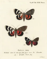 Französischer Roter Unterflügel, Catocala elocata 1,2, und Dunkelroter Unterflügel, Catocala sponsa 3. Handkolorierter Kupferstich von Johann Carl Bock nach Eugenius Johann Christoph Espers Die Schmetterlinge in Abbildungen nach der Natur, Erlangen