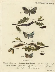 Merveille du jour, Dichonia aprilina 1-4, Seltene Merveille du jour, Moma alpium 5-7, und Marmorierte Grüne, Cryphia muralis 8. Handkolorierter Kupferstich von Johann Carl Bock nach Eugenius Johann Christoph Espers Die Schmetterlinge in Abbildungen nach