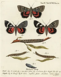 Rotes Unterflügel-Motte, Catocala nupta. Handkolorierter Kupferstich von Johann Carl Bock nach Eugenius Johann Christoph Espers Die Schmetterlinge in Abbildungen nach der Natur, Erlangen