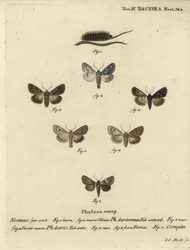 Seltene Dolchmotte, Acronicta auricoma 1-3, Ahornmotte, Acronicta aceris, Muskatmotte 4,5, Hadula trifolii 6 und verschiedene Krönchen, Hadena compta 7. Handkolorierter Kupferstich von Johann Carl Bock nach Eugenius Johann Christoph Espers Die Schmetterlin