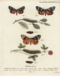 Scharlachrote Tiger-Motte, Callimorpha dominula 1-4, und Jersey-Tiger-Motte, Euplagia quadripunctaria 5-7. Handkolorierter Kupferstich von Johann Carl Bock nach Eugenius Johann Christoph Espers Die Schmetterlinge in Abbildungen nach der Natur, Erlangen