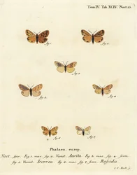 Setina Aurita Motte, Tau-Motte, Setina Irrorella und Setina Roscida Motte