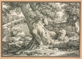 Baumstudie auf felsigem Terrain