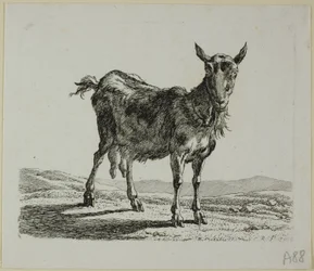 Stehende Ziege, aus Die Zweite Thierfolge