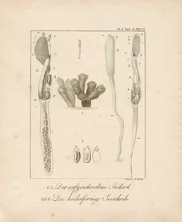 Anatomie der Meereswirbellosen: Seepfropfen und Seescheide