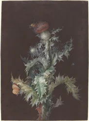 Distel mit Insekten