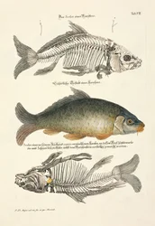 Karpfen mit Skelett