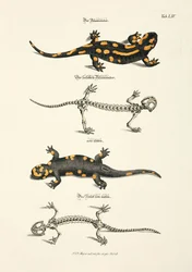 Der Feuersalamander mit Skelett