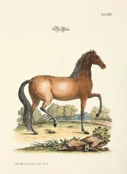 Das Pferd