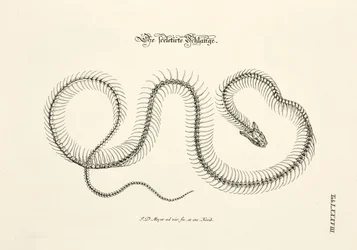 Die skelettierte Schlange