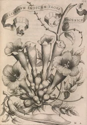Gelsiminvm indicvm flore phoeniceo, 1633
