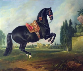 Ein schwarzes Pferd führt die Courbette aus