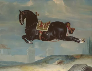 Das schwarze Pferd „Curioso“ bei einer Kapriole