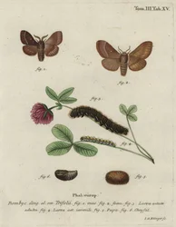 Gras-Eggar, Lasiocampa trifolii.