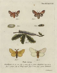 Kleine Lappet- und Herbst-Seidenraupen-Motten.