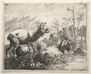 Ziegen, 1665
