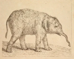 Elefant