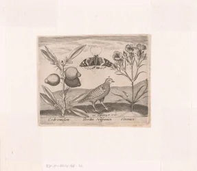 Serie von Drucken mit Blumen und Tieren in einer Landschaft