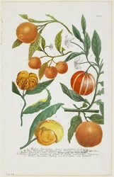 a-e Malus Aurantia etc., aus Phytanthoza Iconographia, 1735-45