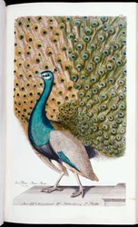 Ein männlicher Pfau in voller Pracht, 1763