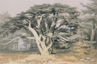 Zedern des Libanon
