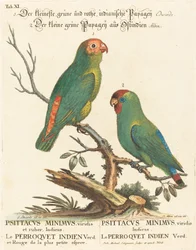 Papagei (Le Perroquet Indien. Psittacus Minimus)
