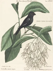 Der kleine schwarze Gimpel (Rubicilla minor nigra)