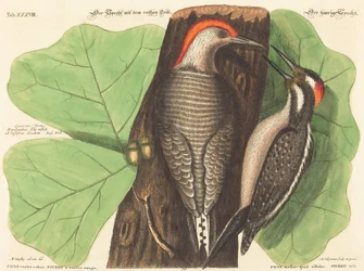 Der Rotbauchspecht (Picus Carolinus)